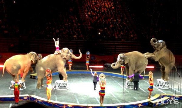 elephants circus